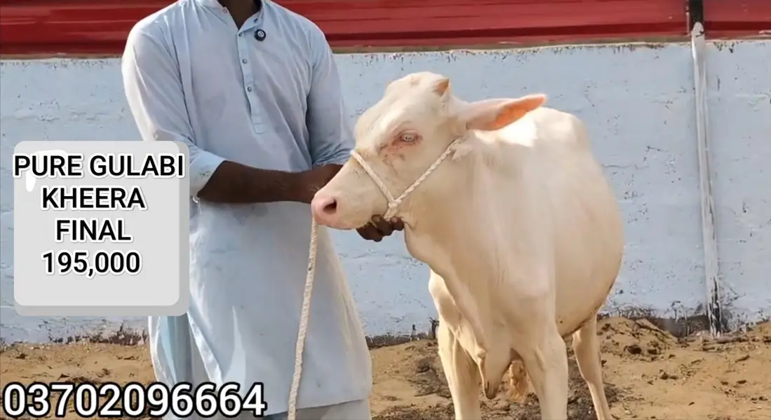 Pure Gulabi Nukra Albino White Eyes Pink Nose 2027 Qurbani Collection — photo 9