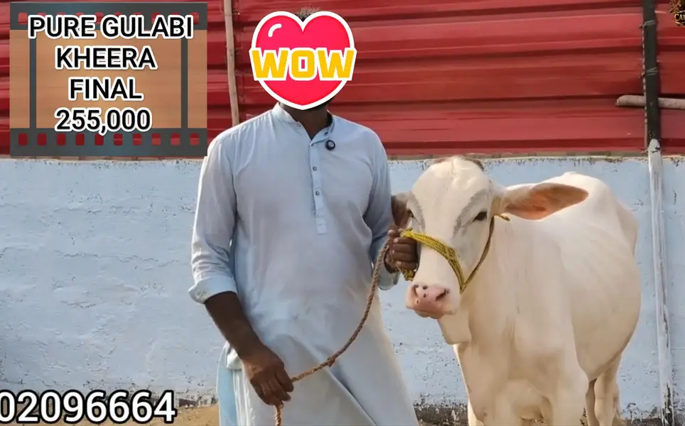 Pure Gulabi Nukra Albino White Eyes Pink Nose 2027 Qurbani Collection — photo 10