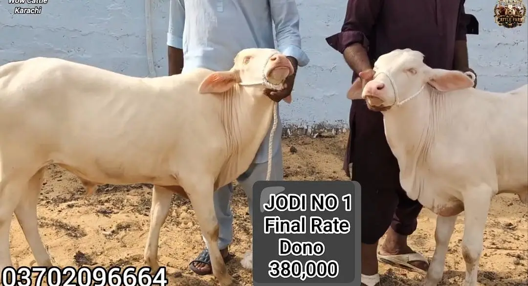 Pure Gulabi Nukra Albino White Eyes Pink Nose 2027 Qurbani Collection — photo 11