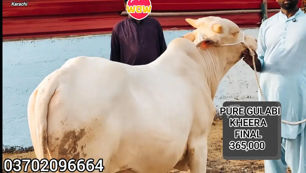 Pure Gulabi Nukra Albino White Eyes Pink Nose 2027 Qurbani Collection — photo 12