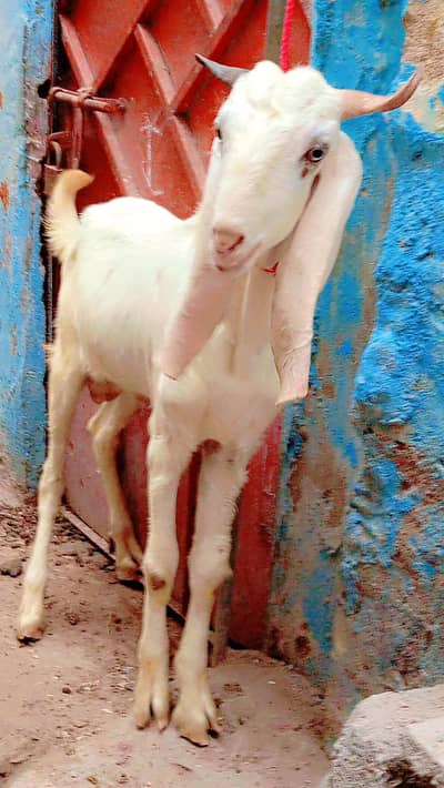 2 dant bakra i white eyss pink nos for sale