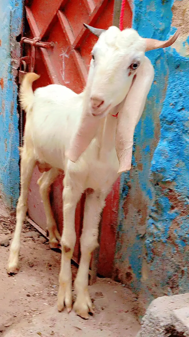 2 dant bakra i white eyss pink nos for sale