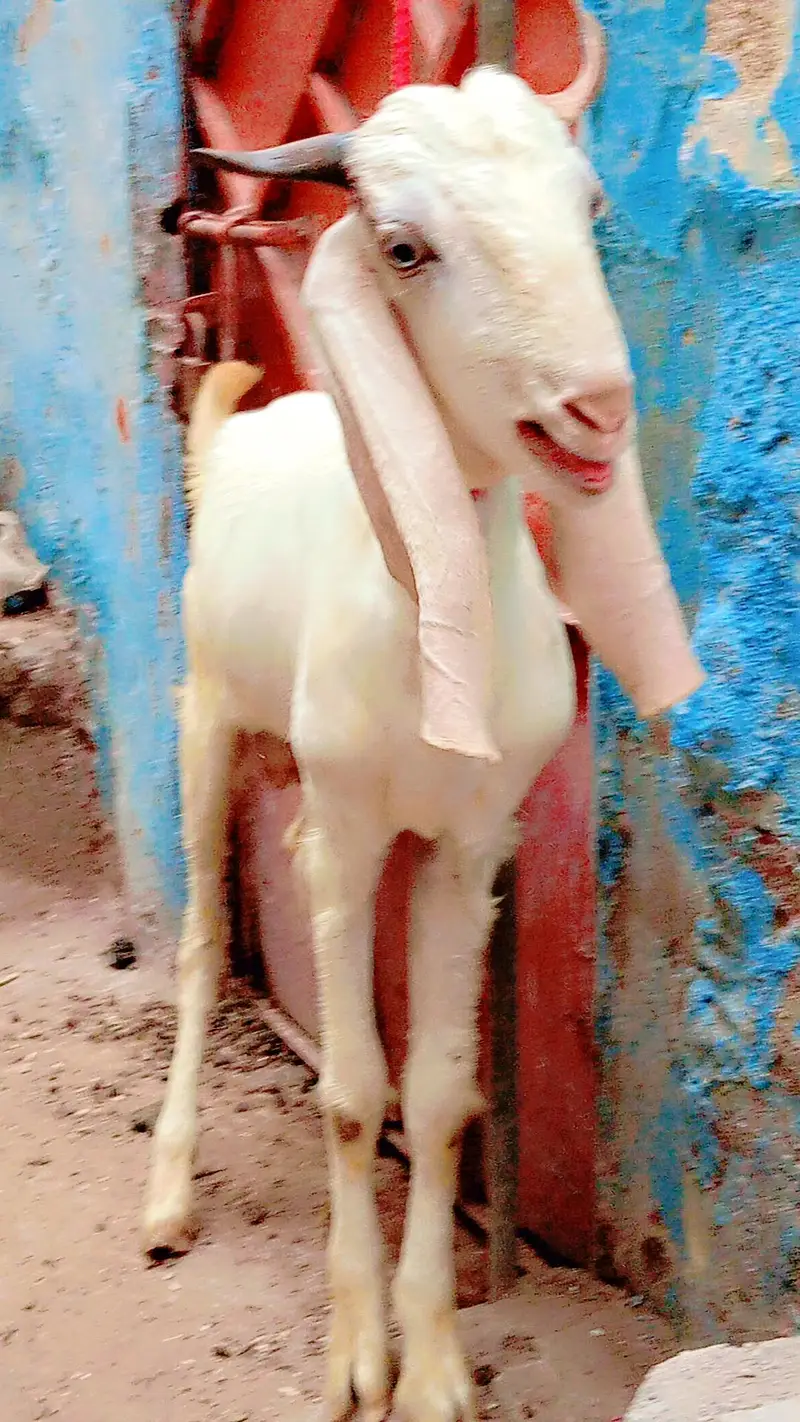 2 dant bakra i white eyss pink nos for sale — photo 2