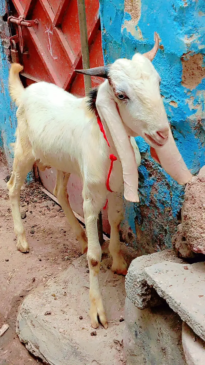 2 dant bakra i white eyss pink nos for sale — photo 3