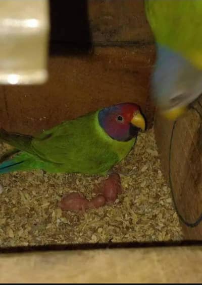 Plum Head Breeder Pair With history