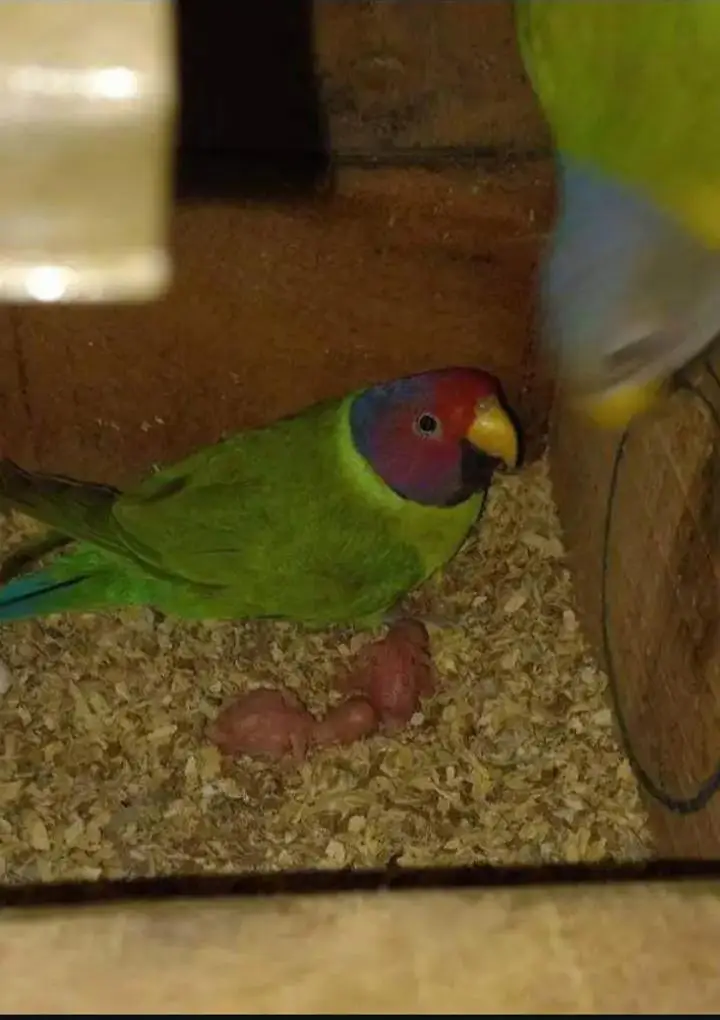 Plum Head Breeder Pair With history
