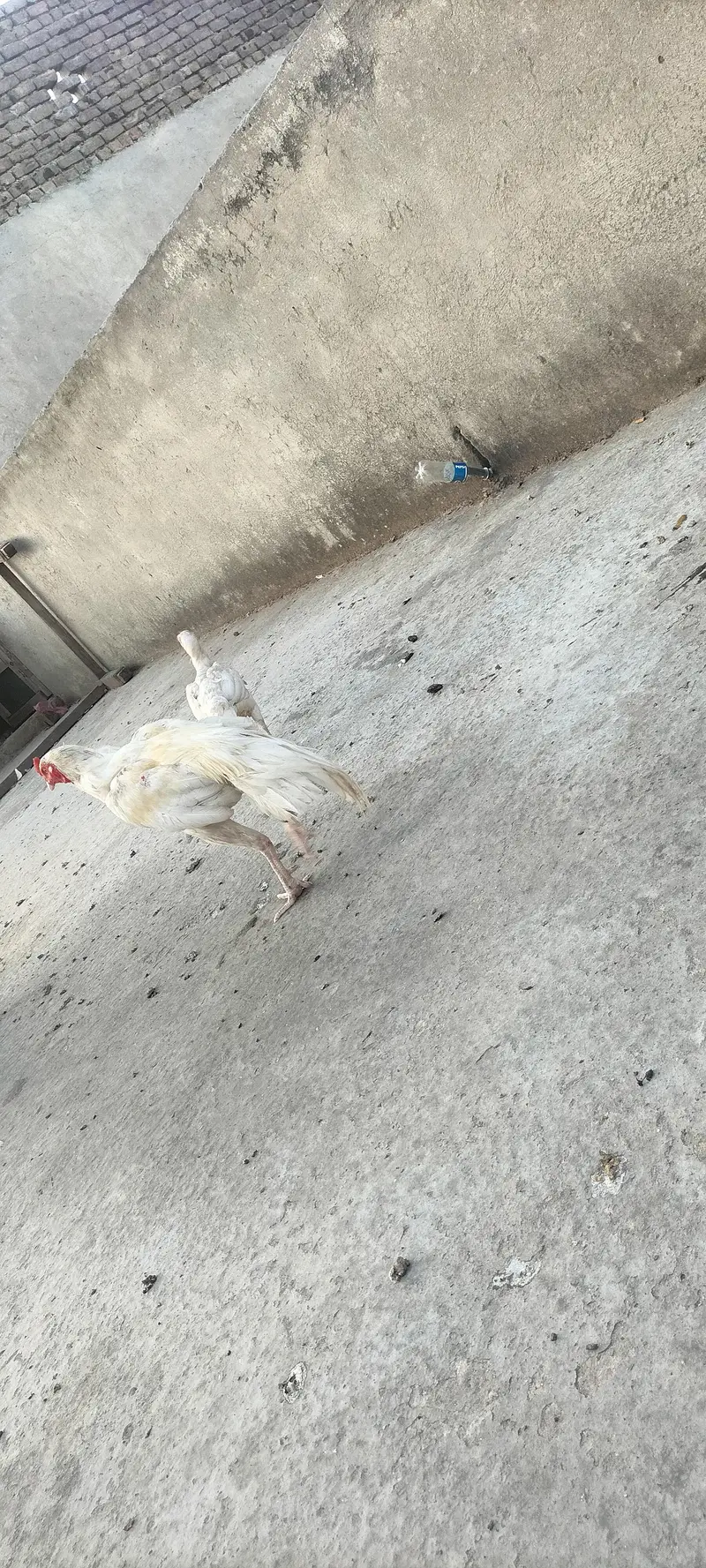 heera aseel for sale