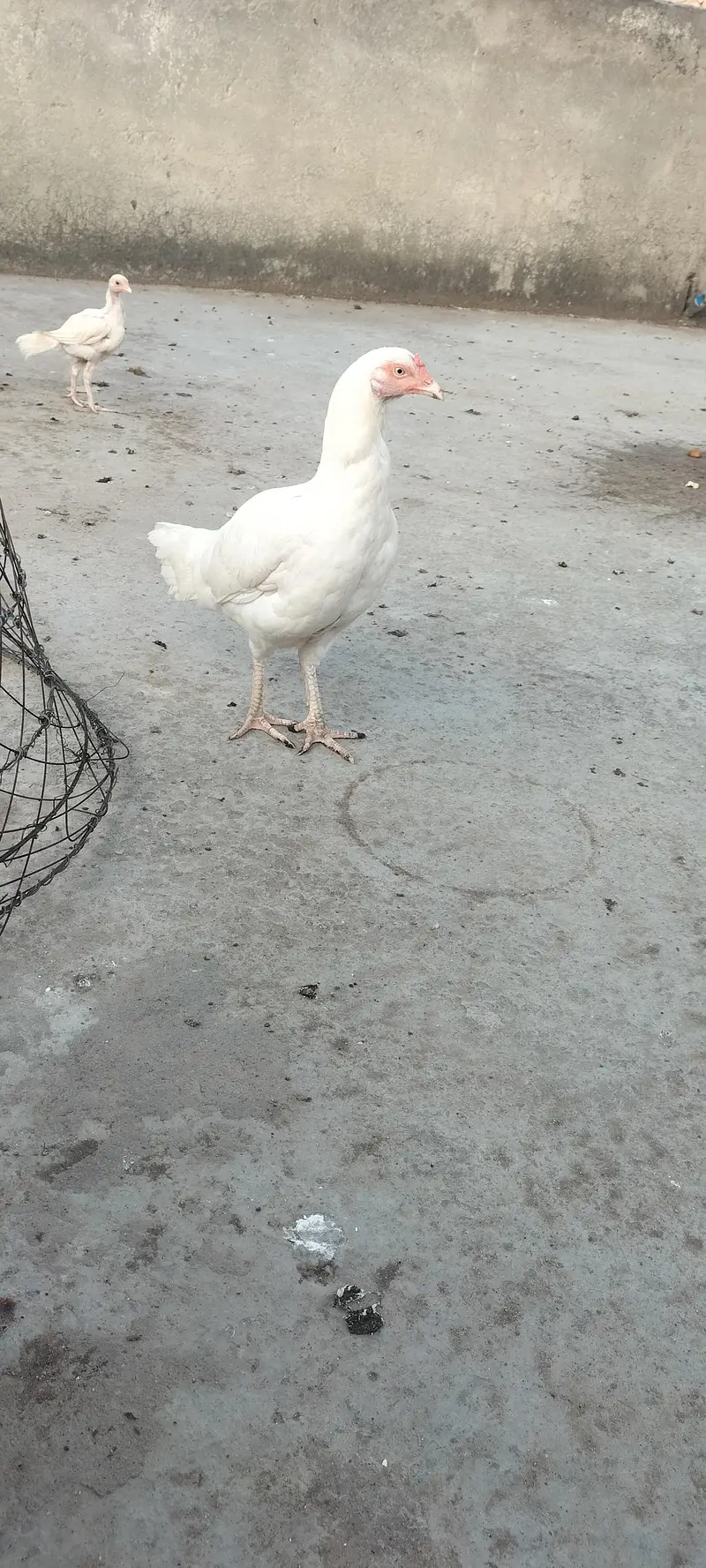 heera aseel for sale — photo 3