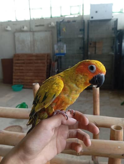 hand tame sun conure
