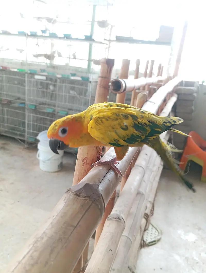 hand tame sun conure — photo 2