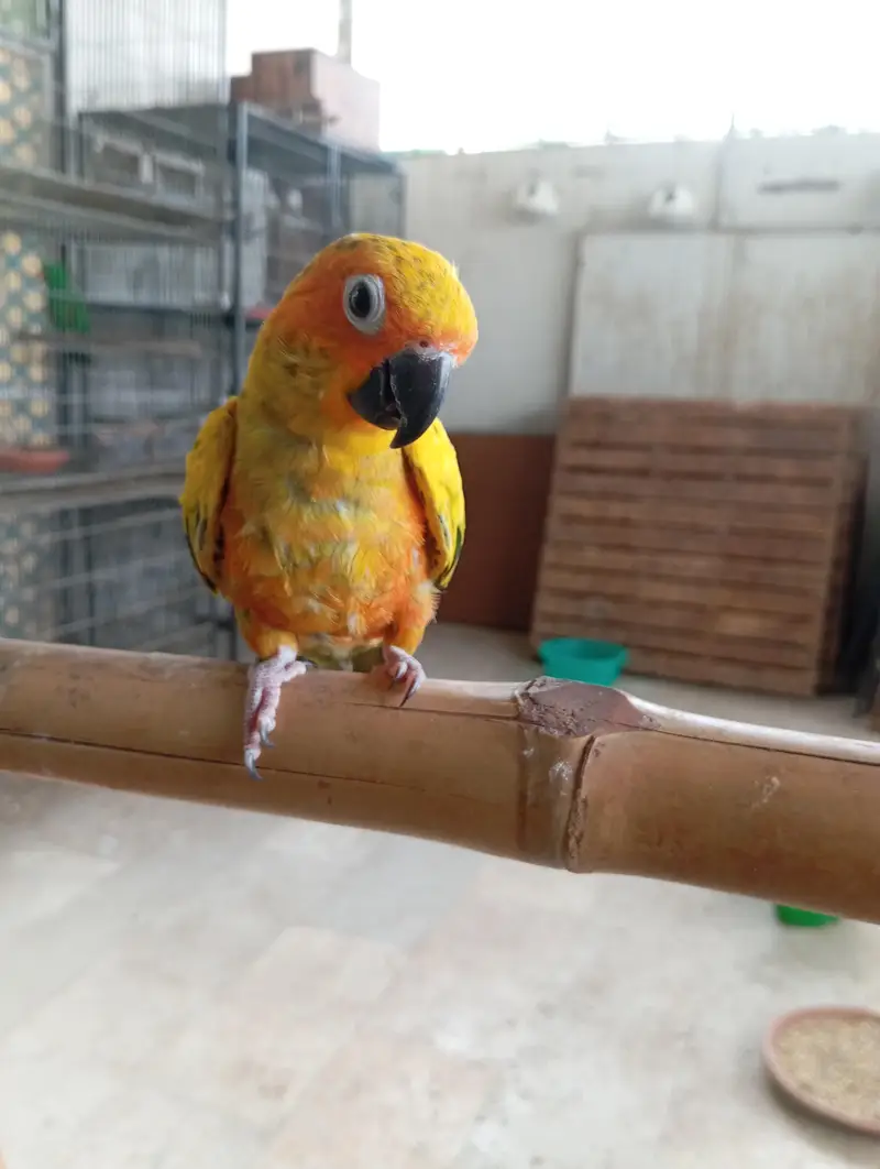 hand tame sun conure — photo 3