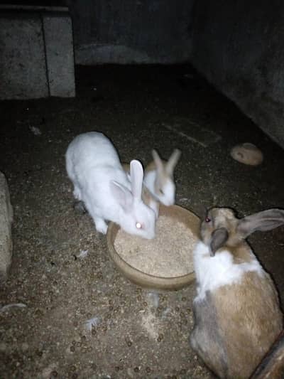 Rabbit  bunnies