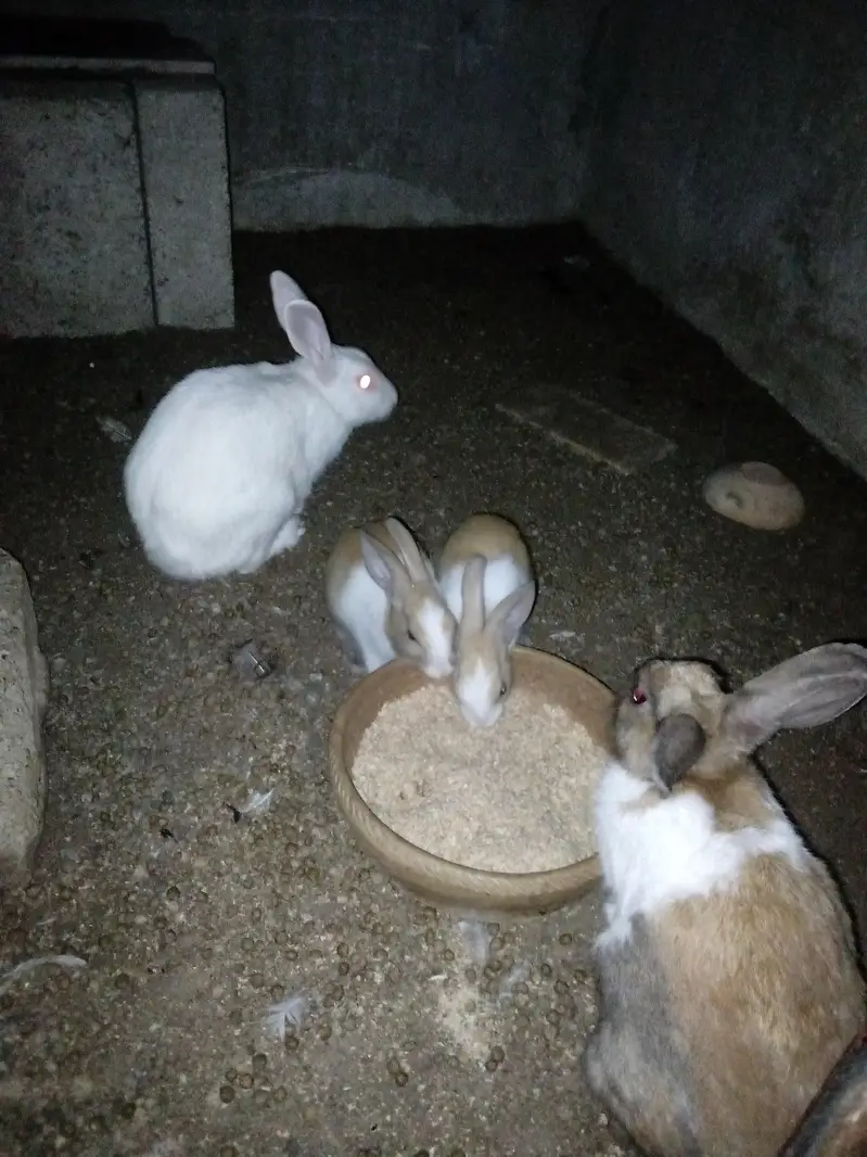 Rabbit  bunnies — photo 2