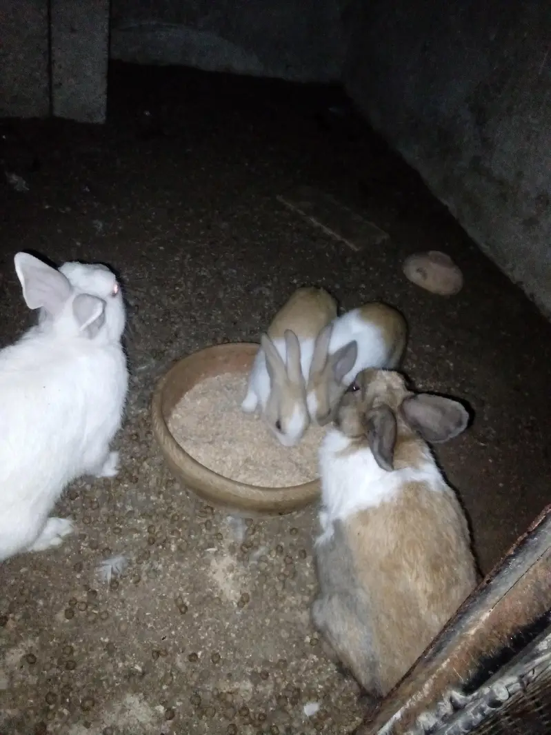 Rabbit  bunnies — photo 3