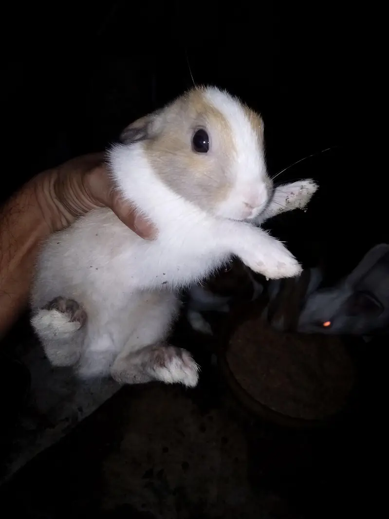 Rabbit  bunnies — photo 4