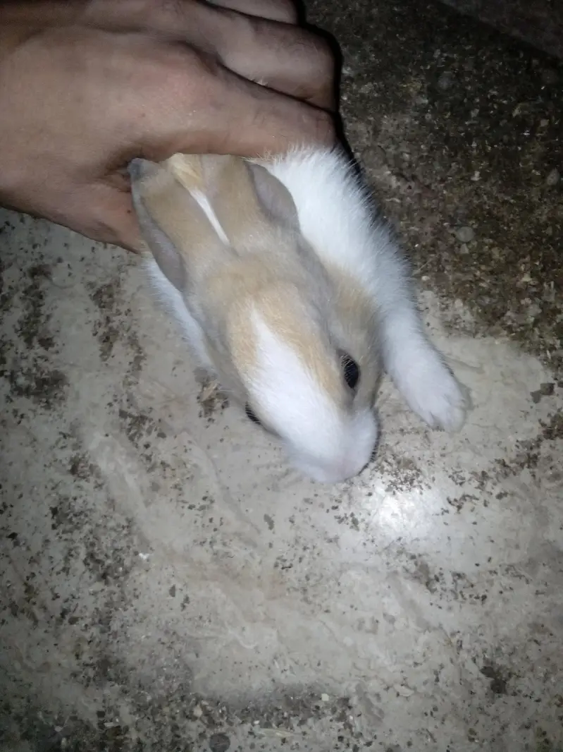 Rabbit  bunnies — photo 5