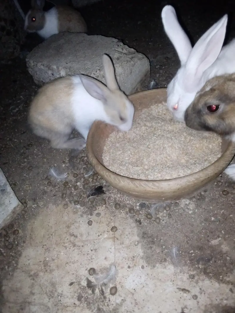 Rabbit  bunnies — photo 6