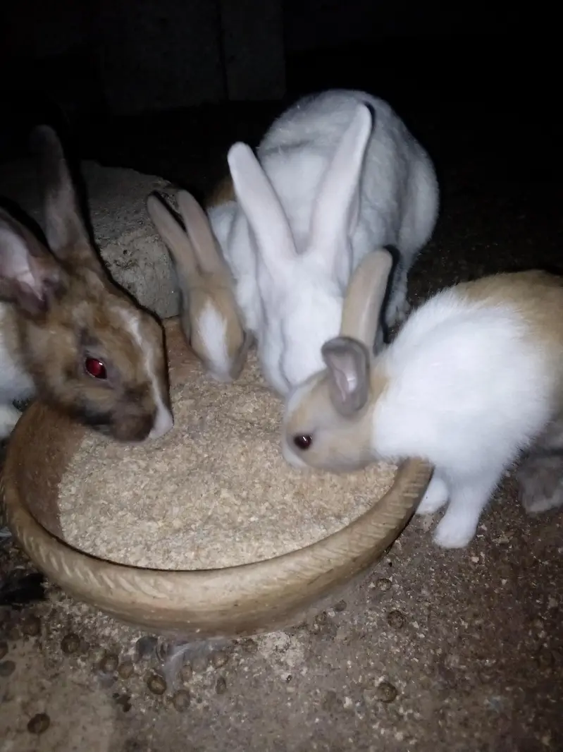 Rabbit  bunnies — photo 7