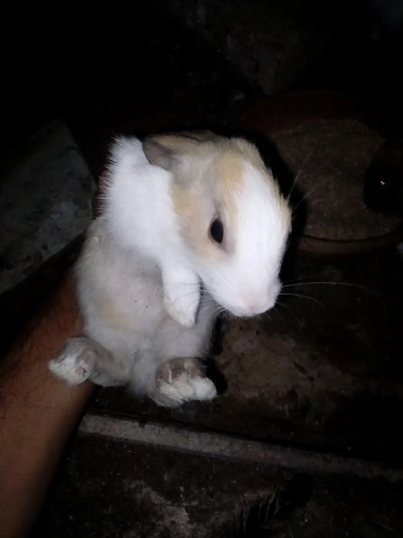 Rabbit  bunnies — photo 8