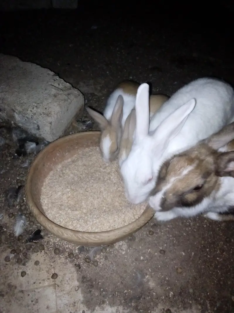 Rabbit  bunnies — photo 9