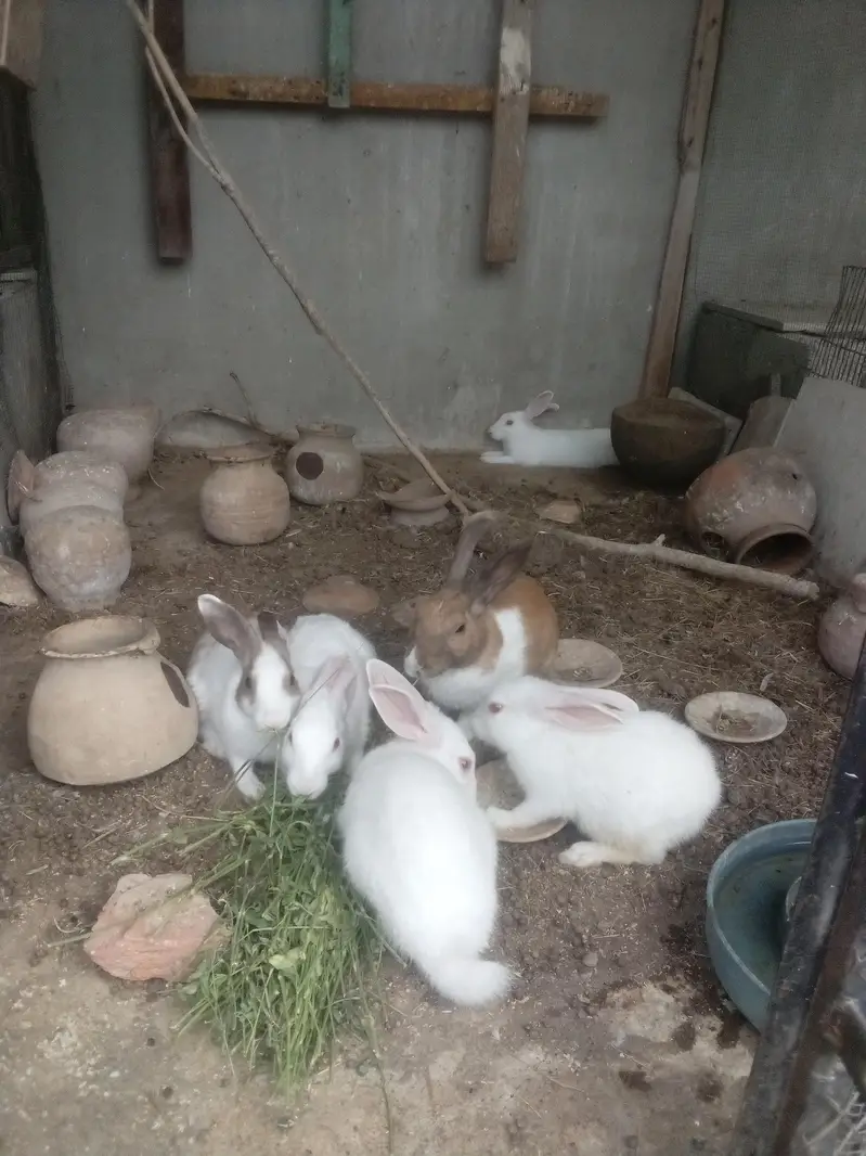 Rabbit  bunnies — photo 10
