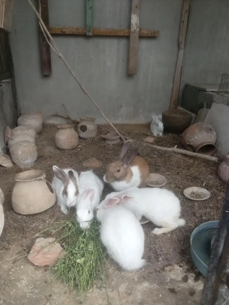 Rabbit  bunnies — photo 11