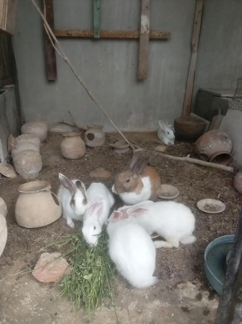 Rabbit  bunnies — photo 12