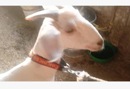 bakri for sel