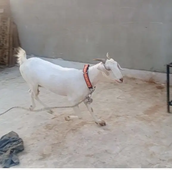 bakri for sel — photo 2