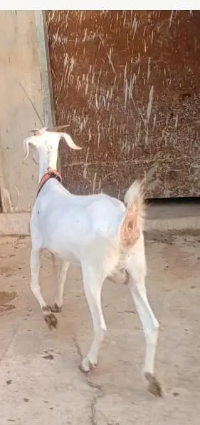 bakri for sel — photo 3