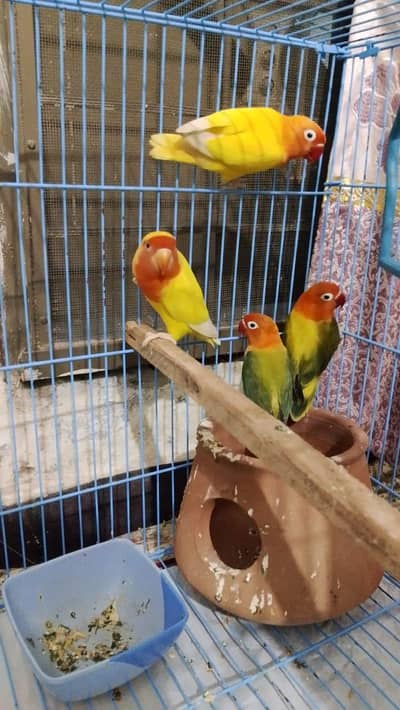 love bird 2 pair