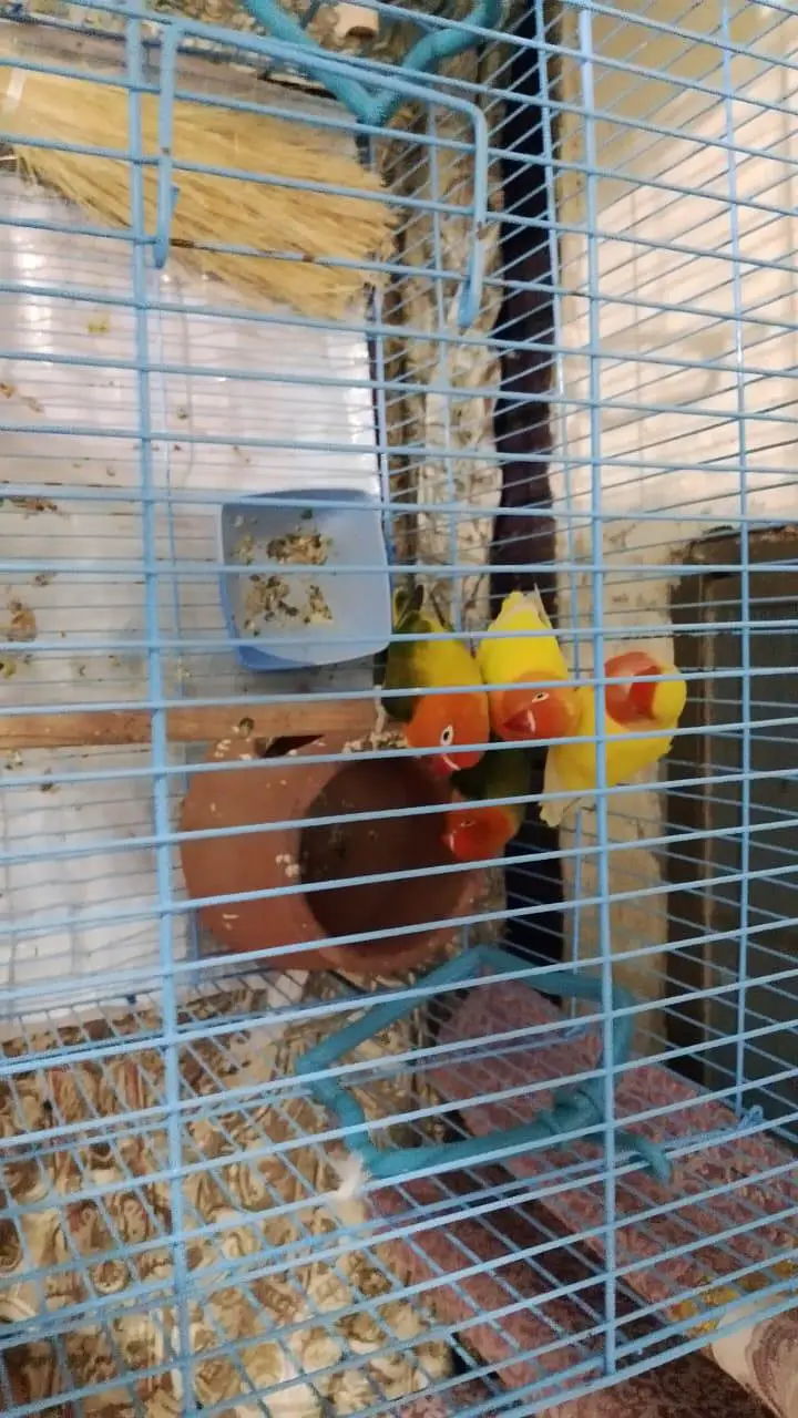 love bird 2 pair — photo 2