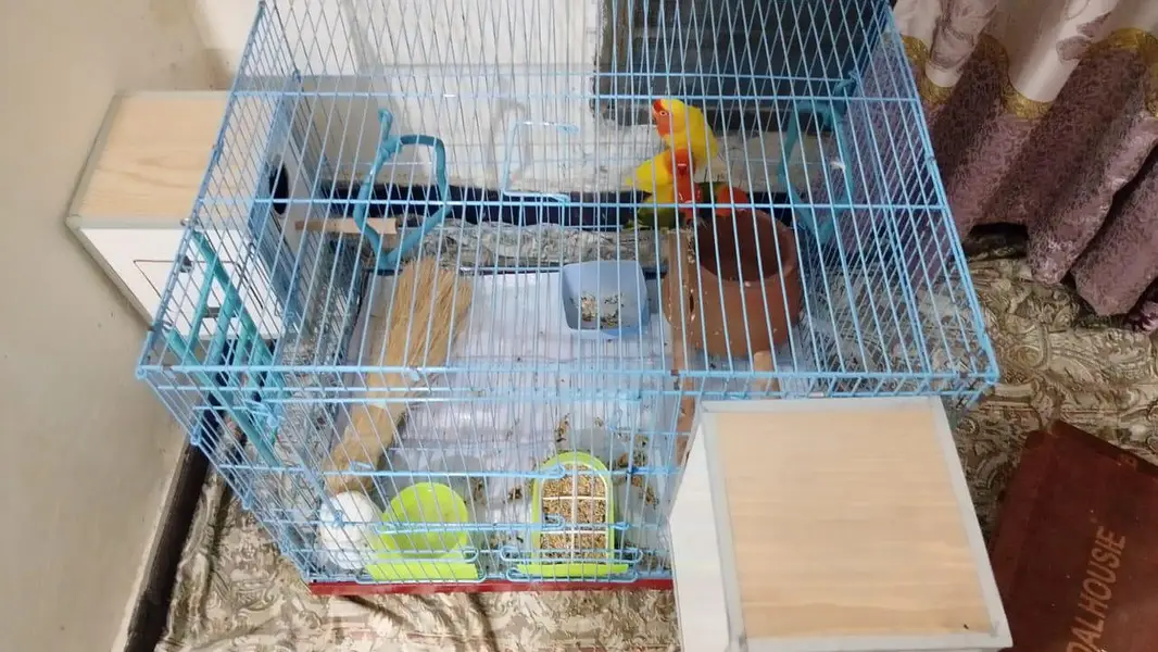 love bird 2 pair — photo 3