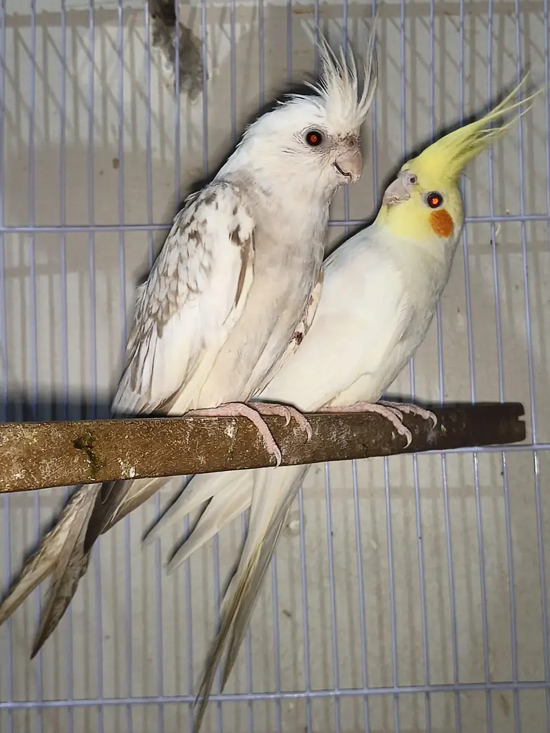 Cocktail pair for sale