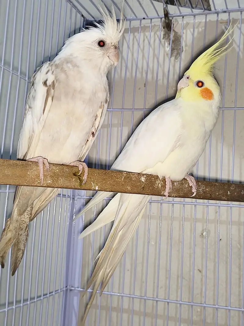Cocktail pair for sale — photo 2