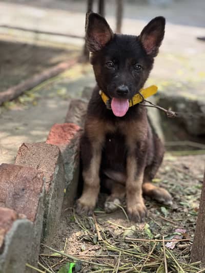 German shepherd cross breed