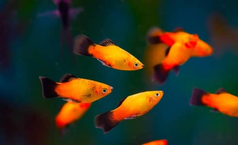 fishes available