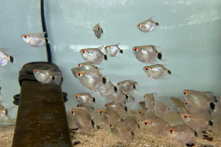 fishes available — photo 3