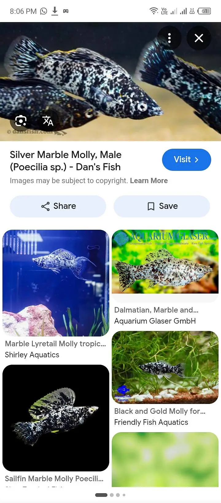 fishes available — photo 7