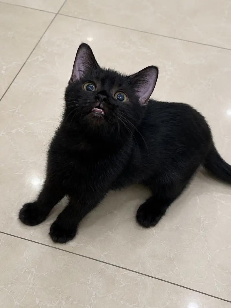 British Shorthair Black Male Kitten — photo 3