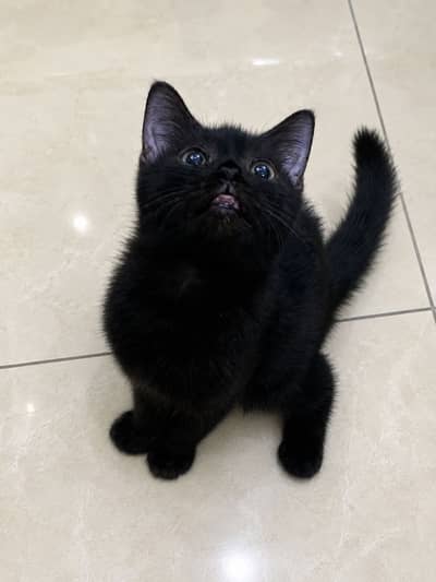 British Shorthair Black Male Kitten
