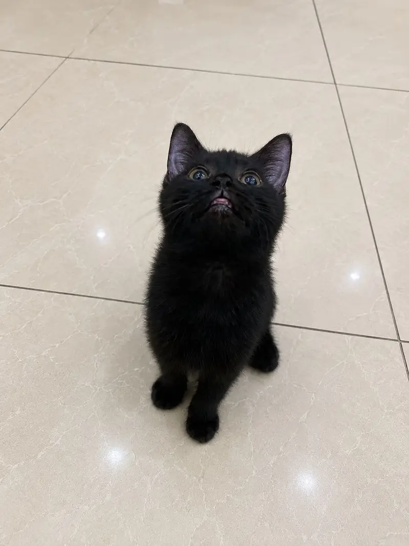 British Shorthair Black Male Kitten — photo 2