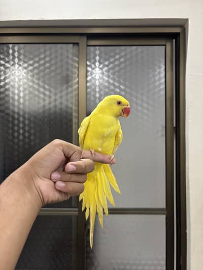 Yellow Ringneck Female &  Sami Hand tame