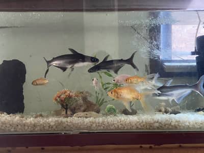 All aquarium setup or just fishes for sale