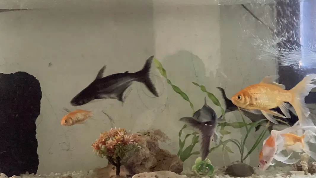 All aquarium setup or just fishes for sale — photo 2