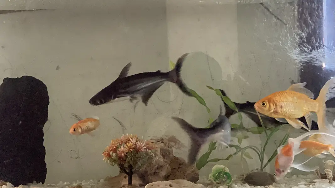 All aquarium setup or just fishes for sale — photo 3