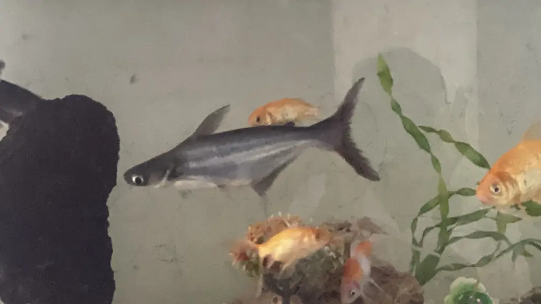 All aquarium setup or just fishes for sale — photo 4