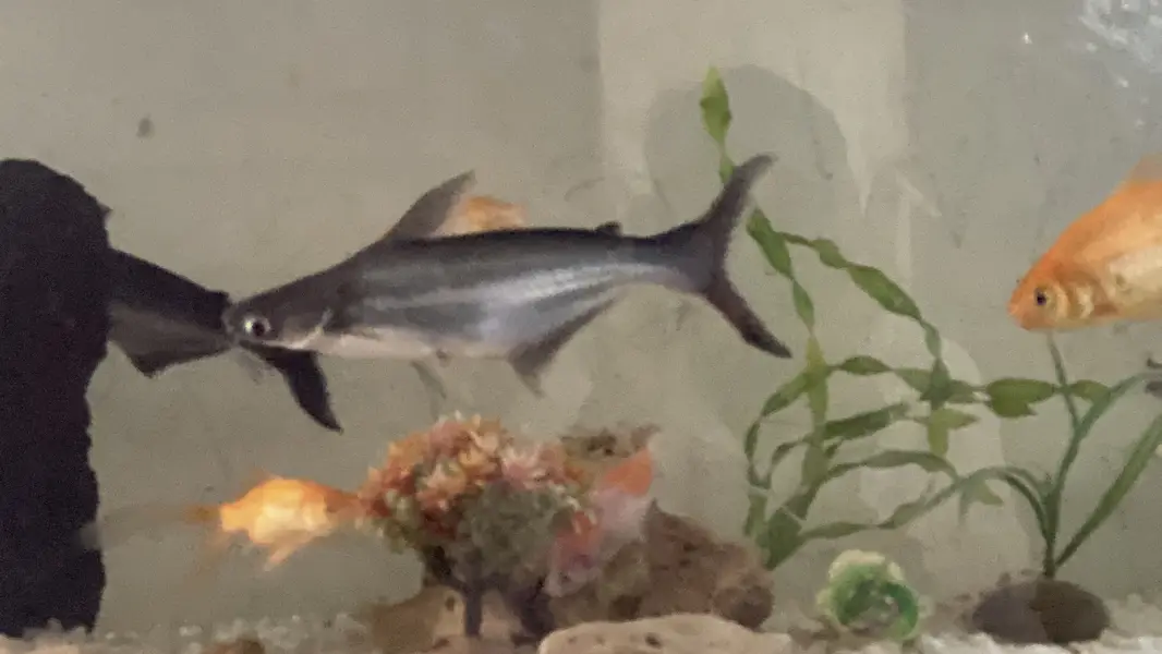 All aquarium setup or just fishes for sale — photo 5