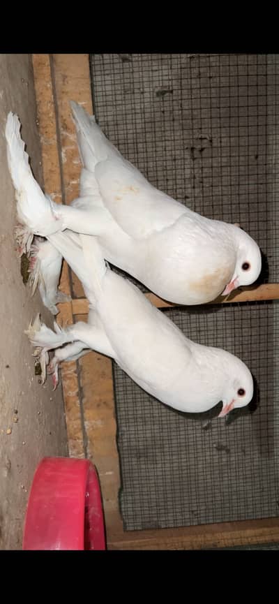 Pouter breeder pair 2egg deya ha