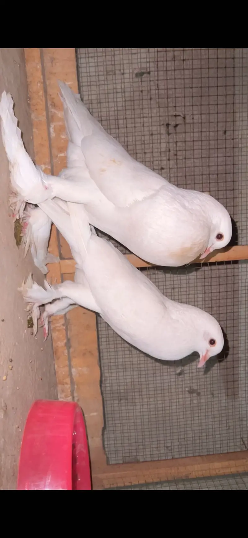 Pouter breeder pair 2egg deya ha — photo 2